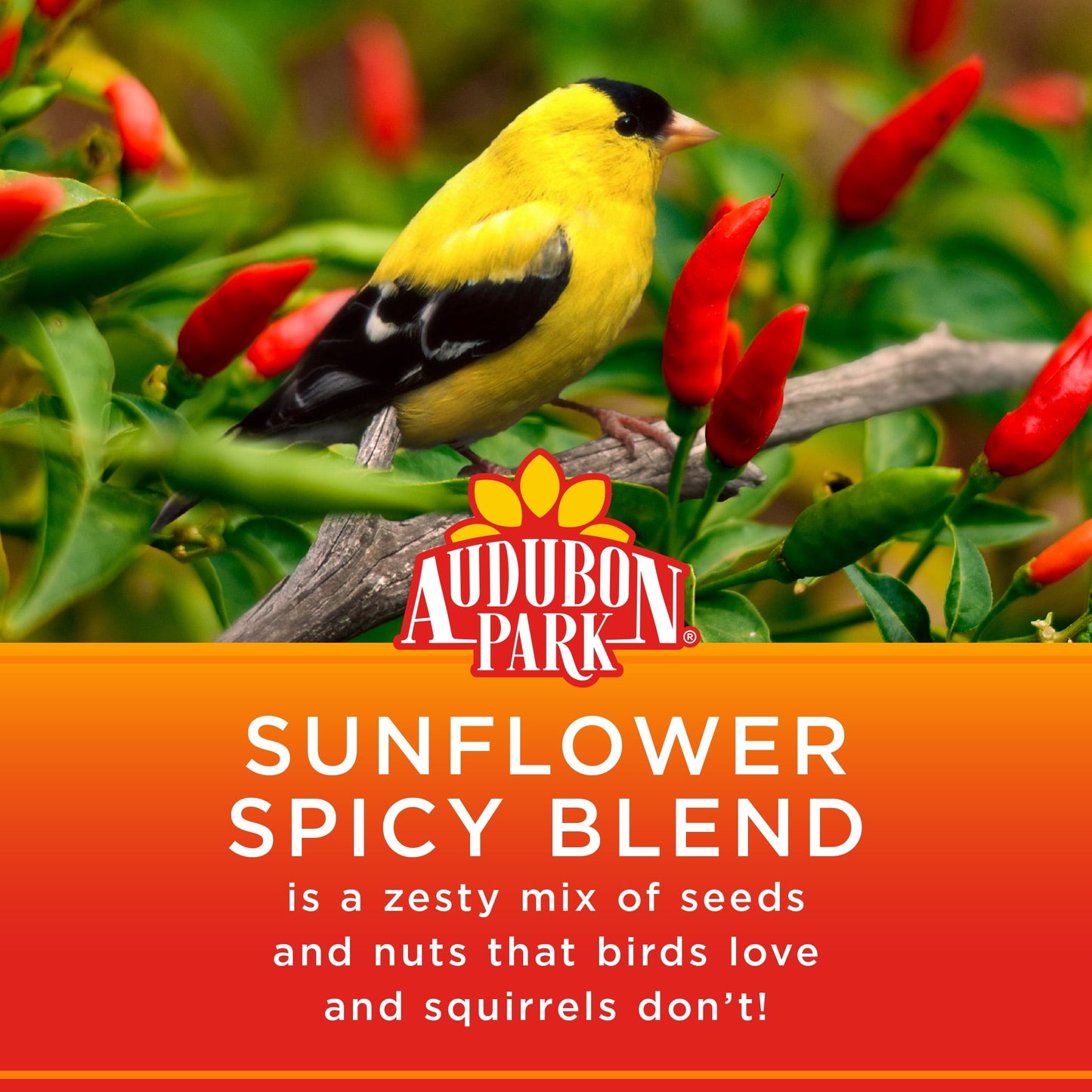 Sunflower Spicy Blend Wild Bird Food, Dry, 1 Count per Pack, 5 Lb. Bag Pet's Supplies |